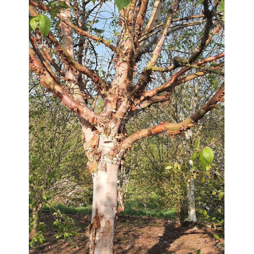 BETULA albosinensis FASCINATION