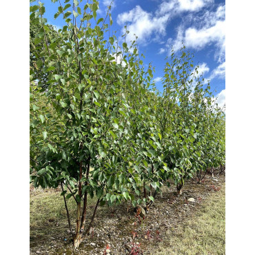 BETULA albosinensis FASCINATION