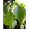 BETULA albosinensis FASCINATION