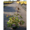 CALLICARPA bodinieri PROFUSION En pot de 4-5 litres