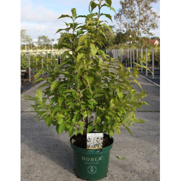 CALLICARPA bodinieri MAGICAL SNOWQUEEN® En pot de 10-12 litres