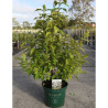 CALLICARPA bodinieri MAGICAL SNOWQUEEN® En pot de 10-12 litres