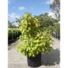 CALLICARPA bodinieri MAGICAL SNOWQUEEN® En pot de 25-30 litres