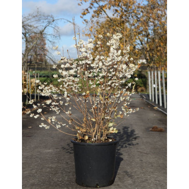 CALLICARPA bodinieri MAGICAL SNOWQUEEN® En pot de 25-30 litres