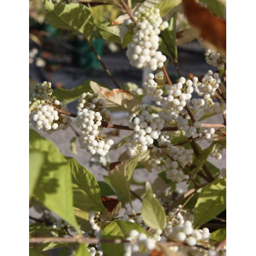 CALLICARPA bodinieri MAGICAL SNOWQUEEN®