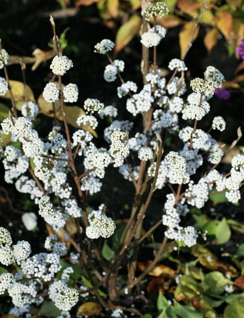 CALLICARPA bodinieri MAGICAL SNOWQUEEN®