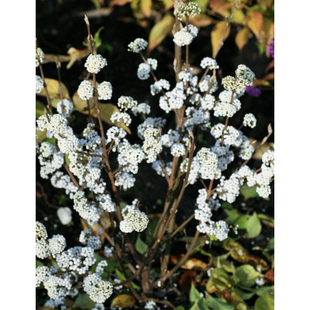 CALLICARPA bodinieri MAGICAL SNOWQUEEN®