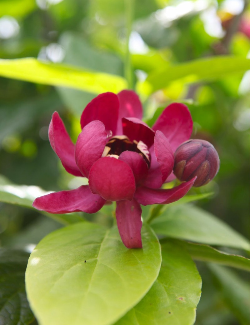 CALYCANTHUS APHRODITE®