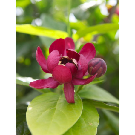 CALYCANTHUS APHRODITE®