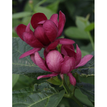 CALYCANTHUS APHRODITE®