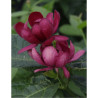 CALYCANTHUS APHRODITE®