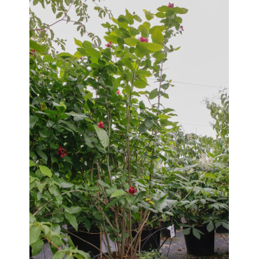 CALYCANTHUS APHRODITE®