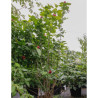 CALYCANTHUS APHRODITE®