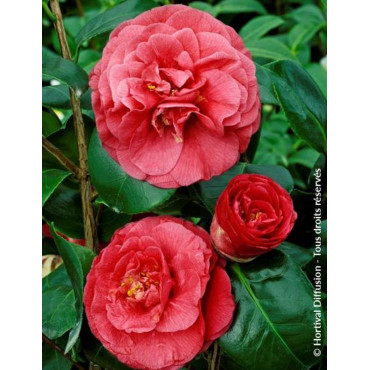 CAMELLIA Jjaponica BELLA LAMBERTI