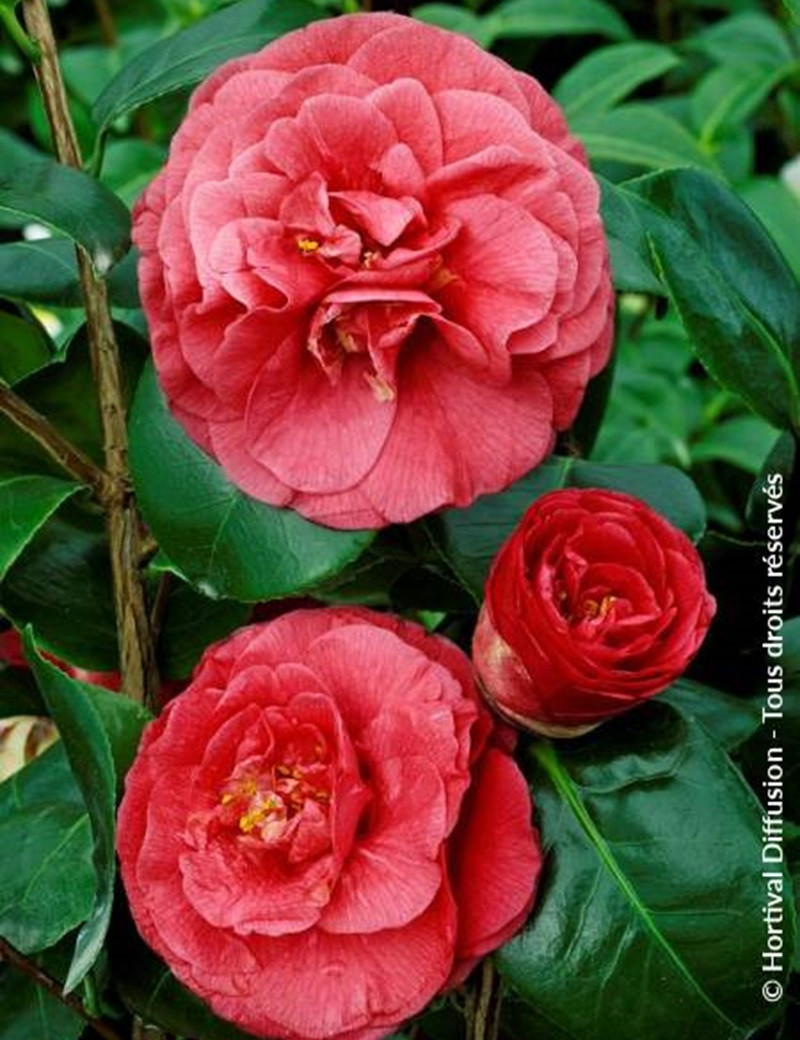 CAMELLIA Jjaponica BELLA LAMBERTI