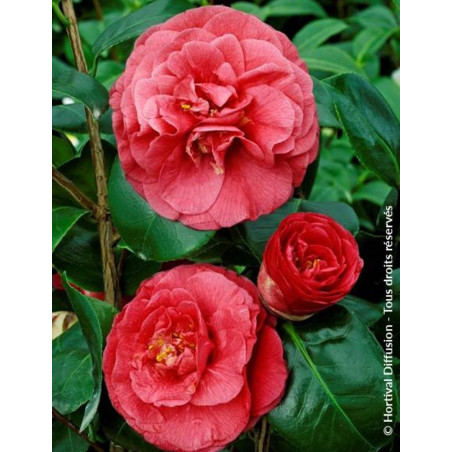 CAMELLIA Jjaponica BELLA LAMBERTI