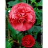 CAMELLIA Jjaponica BELLA LAMBERTI