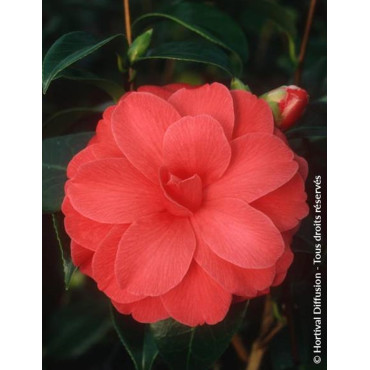 CAMELLIA japonica IL TRAMONTO