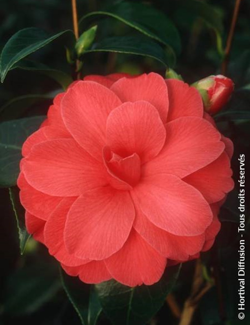 CAMELLIA japonica IL TRAMONTO