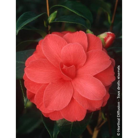 CAMELLIA japonica IL TRAMONTO