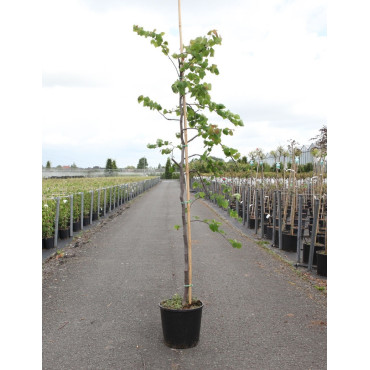 CERCIS canadensis CASCADING HEARTS En pot de 15-20 litres forme baliveau