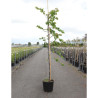 CERCIS canadensis CASCADING HEARTS En pot de 15-20 litres forme baliveau