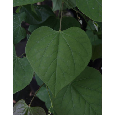 CERCIS canadensis CASCADING HEARTS