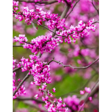 CERCIS canadensis CASCADING HEARTS