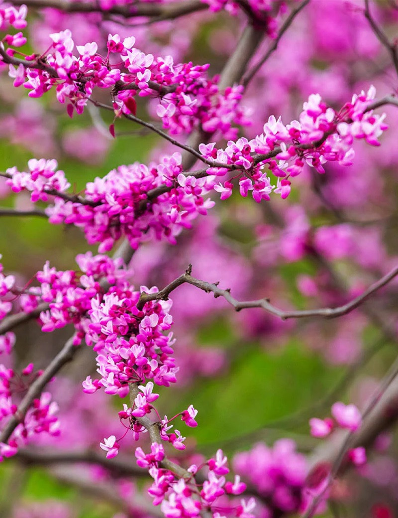 CERCIS canadensis CASCADING HEARTS