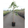 CERCIS canadensis LAVENDER TWIST En pot de 15 litres forme baliveau