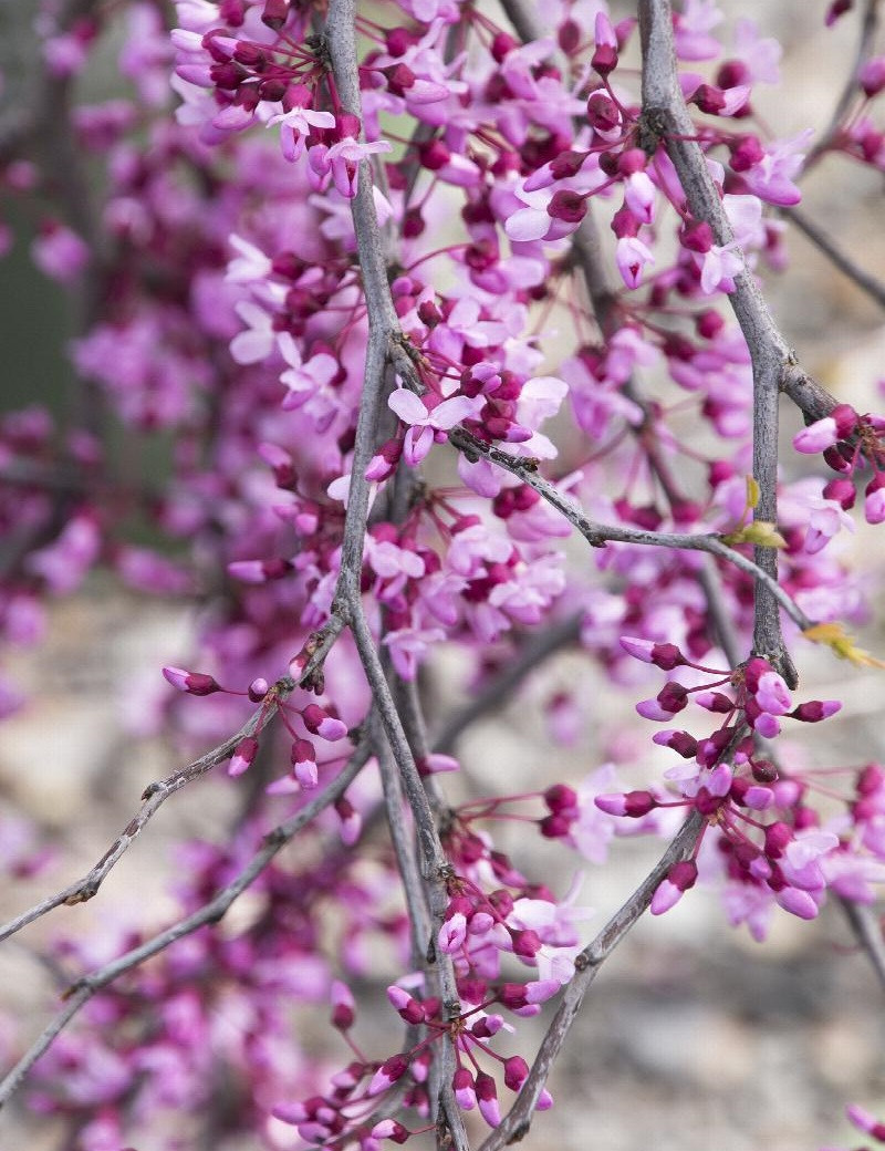 CERCIS canadensis LAVENDER TWIST