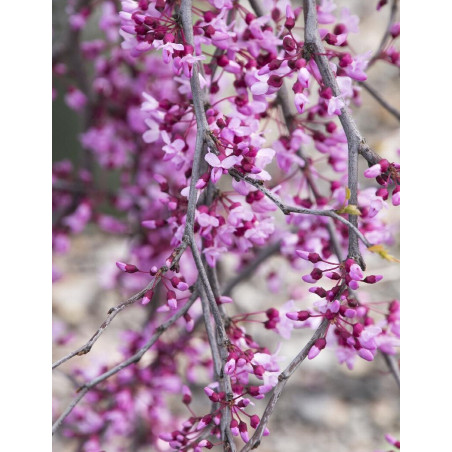 CERCIS canadensis LAVENDER TWIST