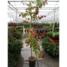 CERCIS CANADENSIS ETERNAL FLAME® En pot de 15-20 litres forme baliveau