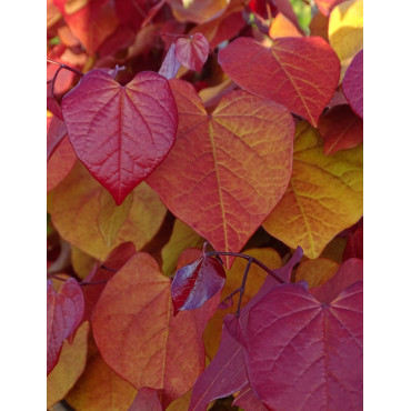 CERCIS CANADENSIS ETERNAL FLAME®