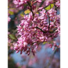 CERCIS CANADENSIS ETERNAL FLAME®