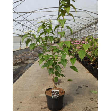 CLERODENDRUM trichotomum FARGESII En pot de 12-15 litres