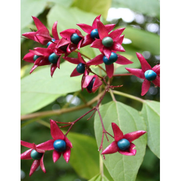 CLERODENDRUM trichotomum FARGESII