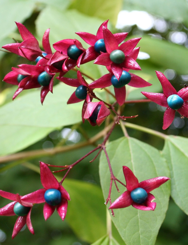 CLERODENDRUM trichotomum FARGESII