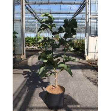 MAGNOLIA DAYBREAK En pot de 12-15 litres