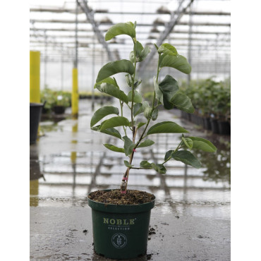 MAGNOLIA DAPHNE® En pot de 10-12 litres