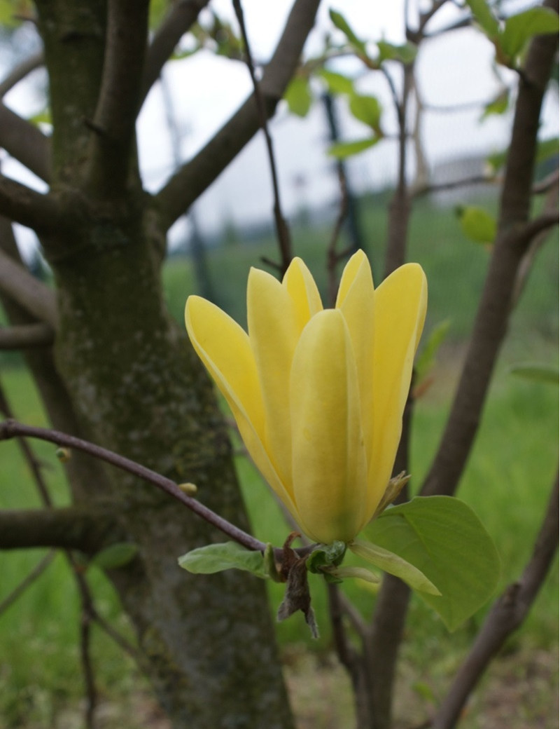 MAGNOLIA DAPHNE®