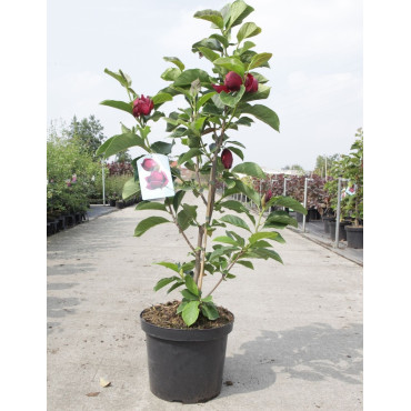 MAGNOLIA GENIE® En pot de 10-12 litres