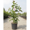 MAGNOLIA GENIE® En pot de 12-15 litres