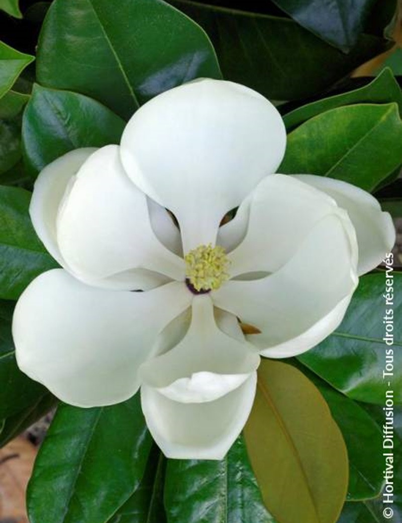 MAGNOLIA grandiflora FRANCOIS TREYVE