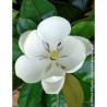 MAGNOLIA grandiflora FRANCOIS TREYVE