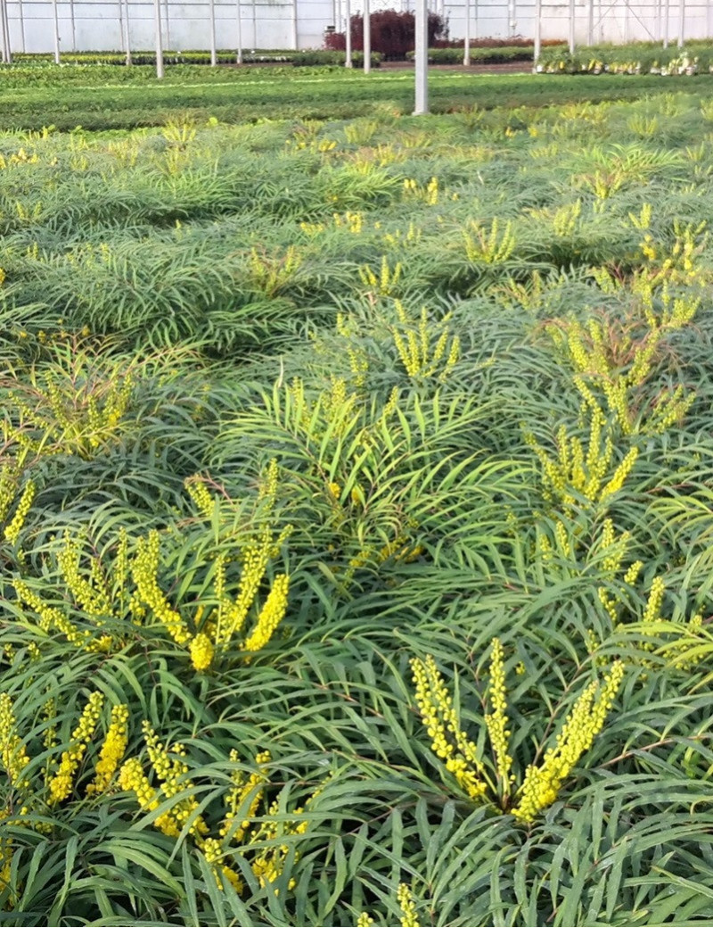 MAHONIA eurybracteata SOFT CARESS