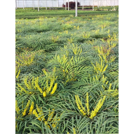 MAHONIA eurybracteata SOFT CARESS