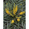 MAHONIA eurybracteata SOFT CARESS