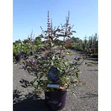 VITEX agnus-castus FLIP SIDE® En pot de 10-12 litres