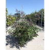 VITEX agnus-castus FLIP SIDE® En pot de 25-30 litres